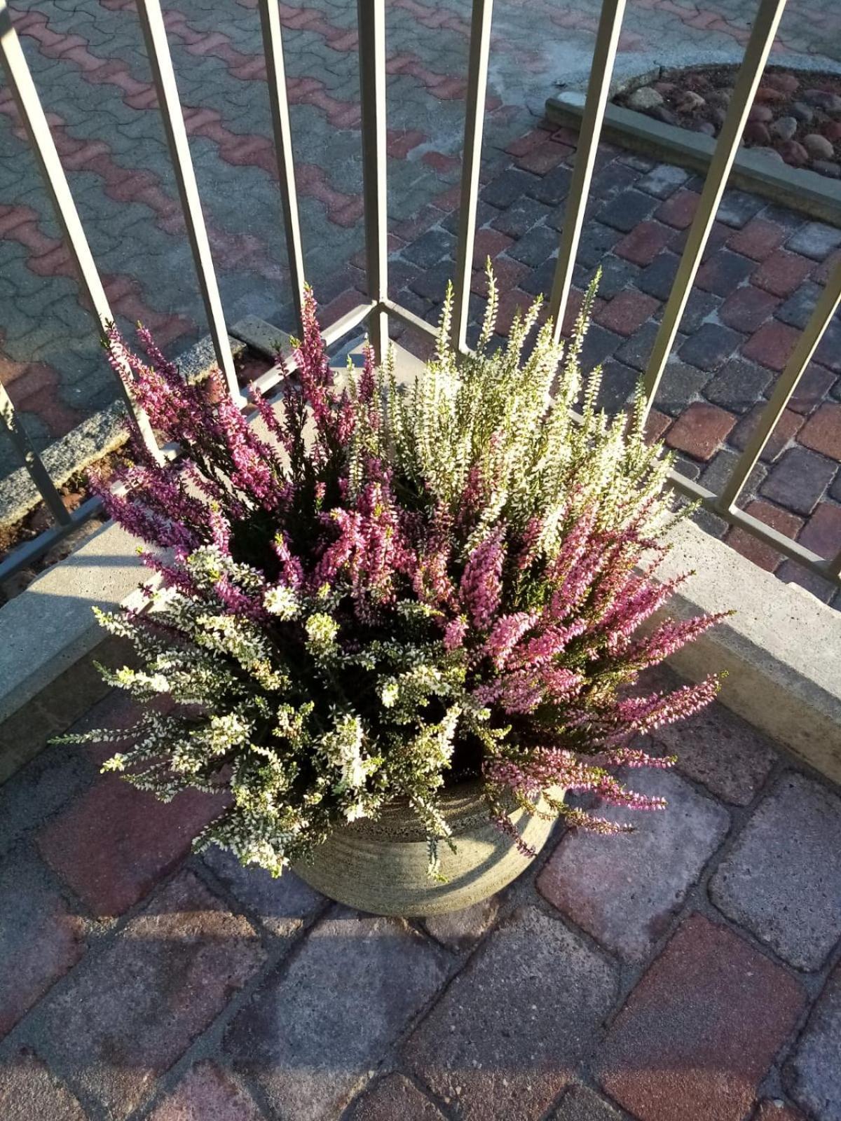 ファールン Birgittagarden - Gaesthem - Birgittasystrarna Bed & Breakfast エクステリア 写真
